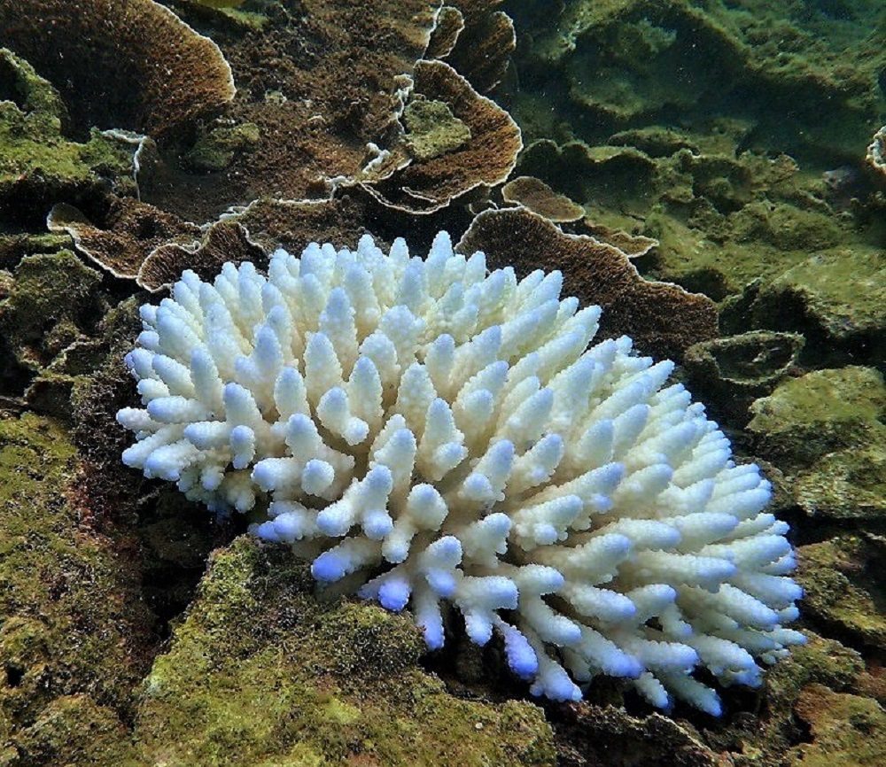 Acropora coral bleaching