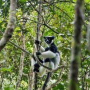 Indri lemur