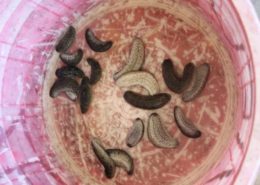 juvenile sea cucumbers