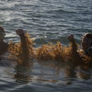 seaweed internship