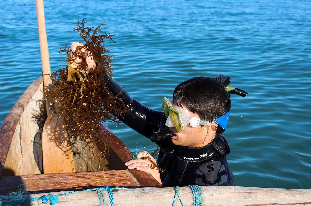seaweed internship