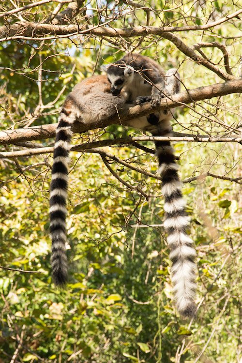 Isalo lemur