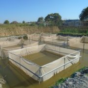 Tilapia ponds