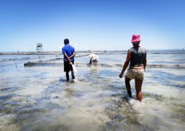 Sea cucumber aquaculture site