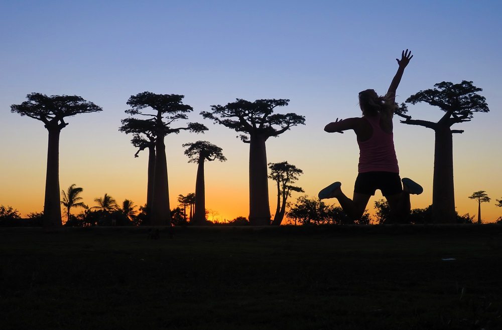baobab sunset