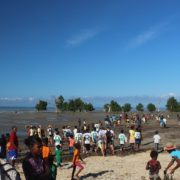 mangrove replanting