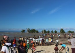 mangrove replanting