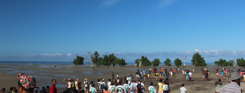 mangrove replanting