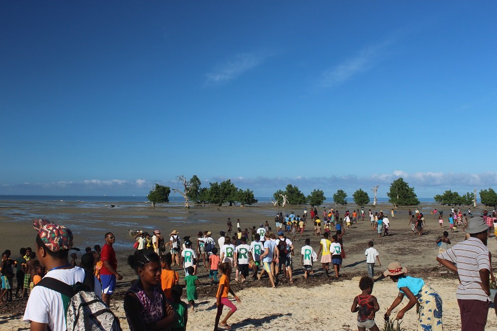 mangrove replanting