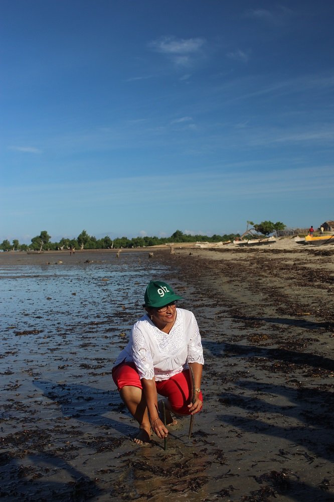 mangrove replanting