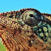 chameleon close up