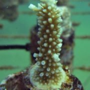 coral frag in base