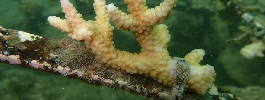 coral transplant