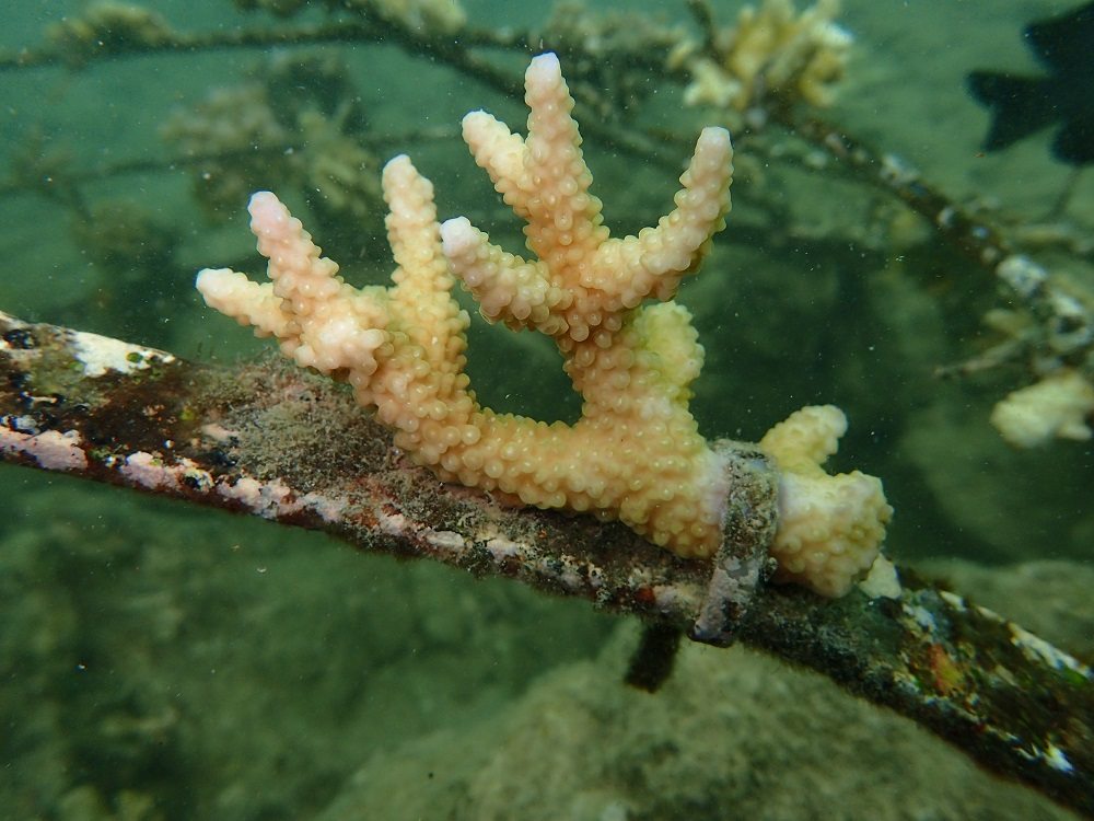 coral transplant