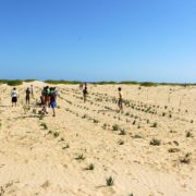 dune planting