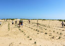 dune planting