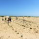 dune planting