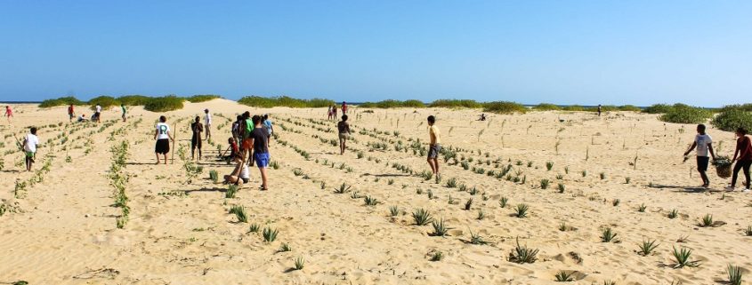 dune planting