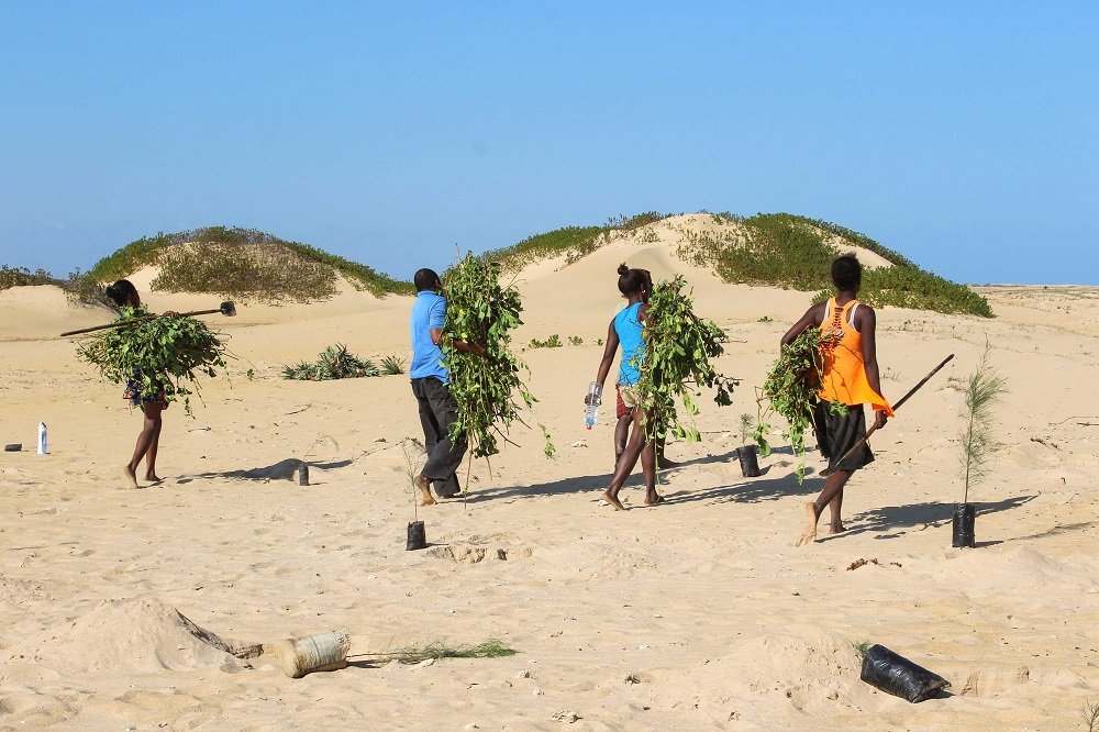 dune planting 