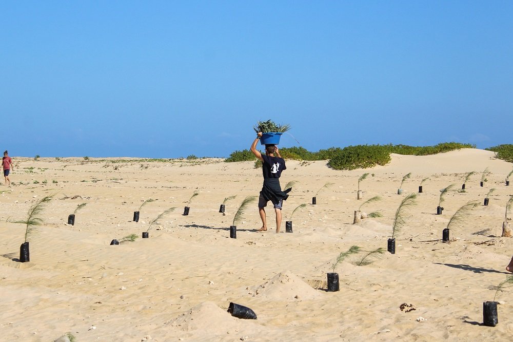 dune planting 