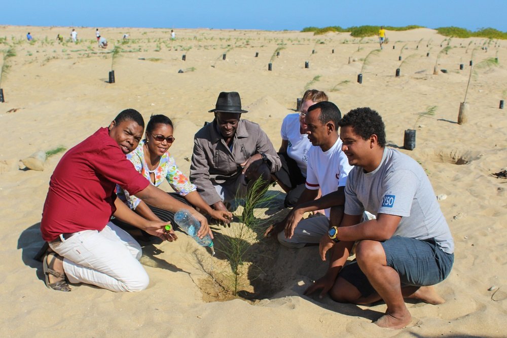 dune planting 