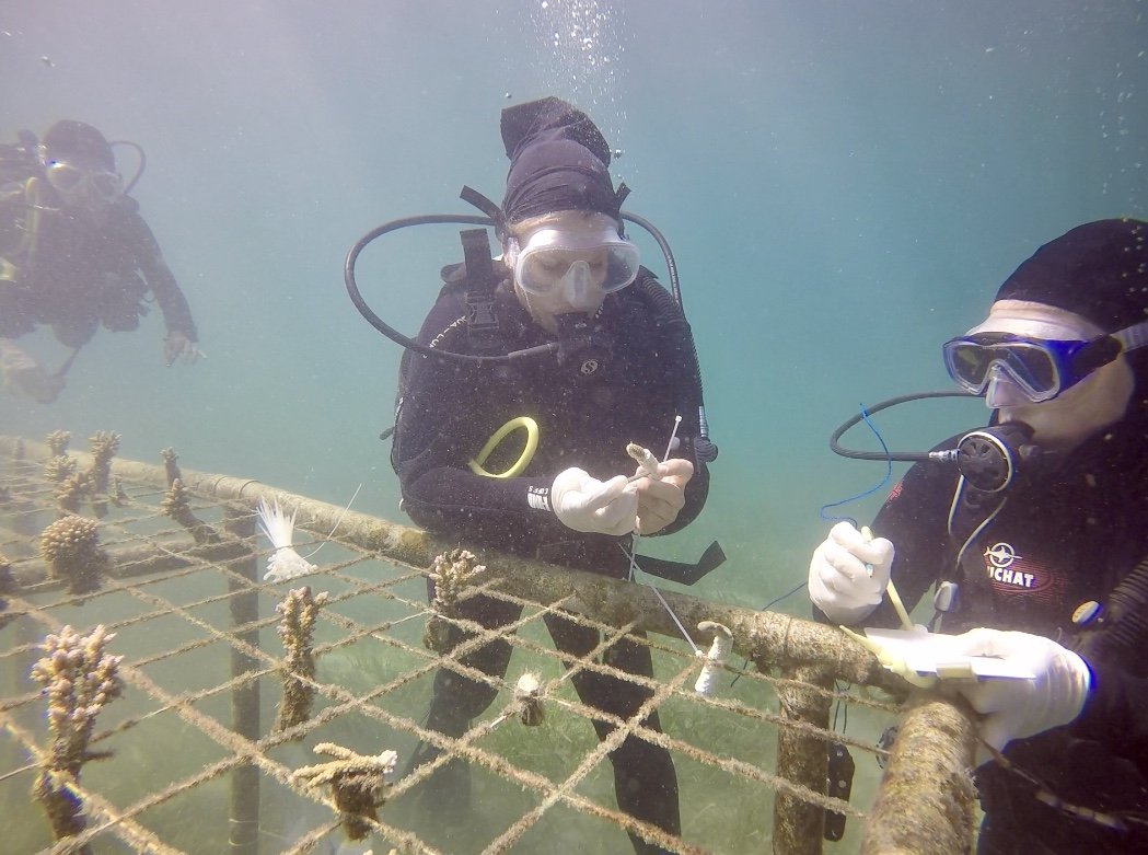 coral transplantation