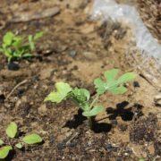 growing veg