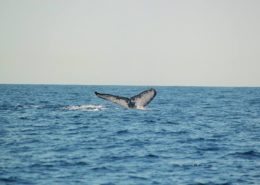 humpback whale