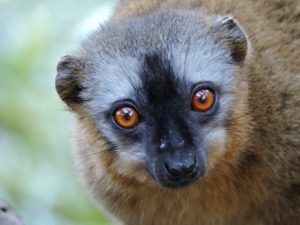 lemur close up