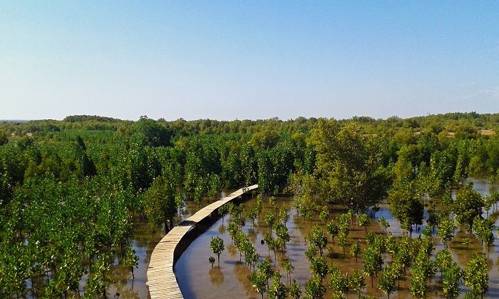 mangrove boardwalk