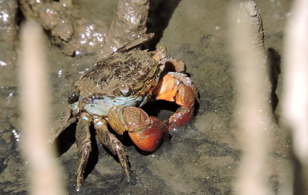 mangrove crab