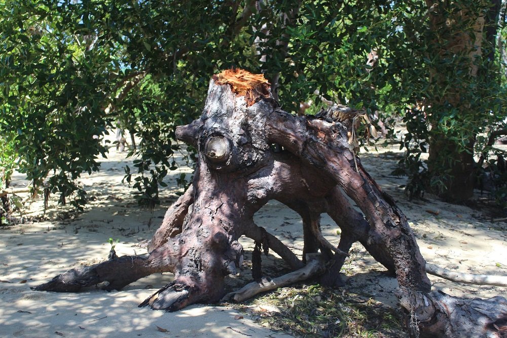 mangrove deforestation