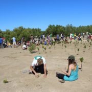 mangrove replanting