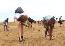 mangrove replanting