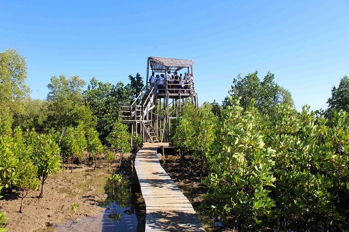mangrove viewing platform