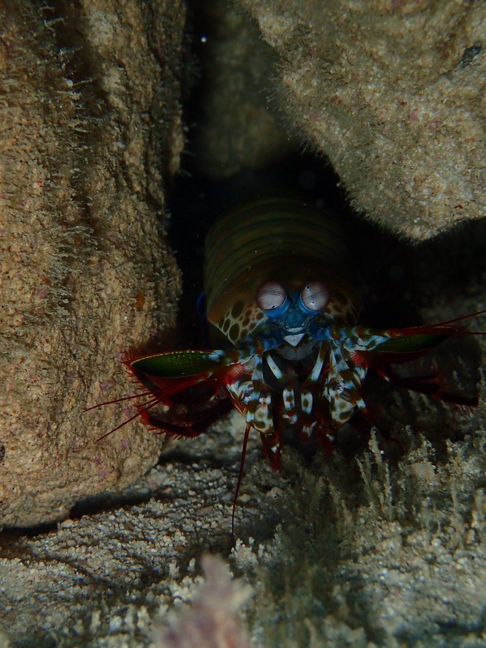 mantis shrimp in artificial reef