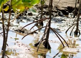 mangroves