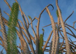 octopus trees