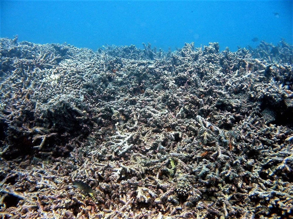 reef degradation