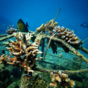 reef restoration