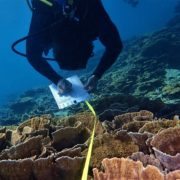 Reef survey