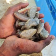 sea cucumbers