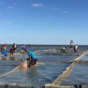 sea cucumbers