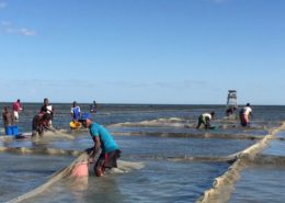 sea cucumbers