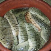 sea cucumbers