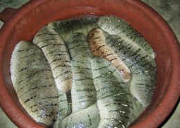 sea cucumbers