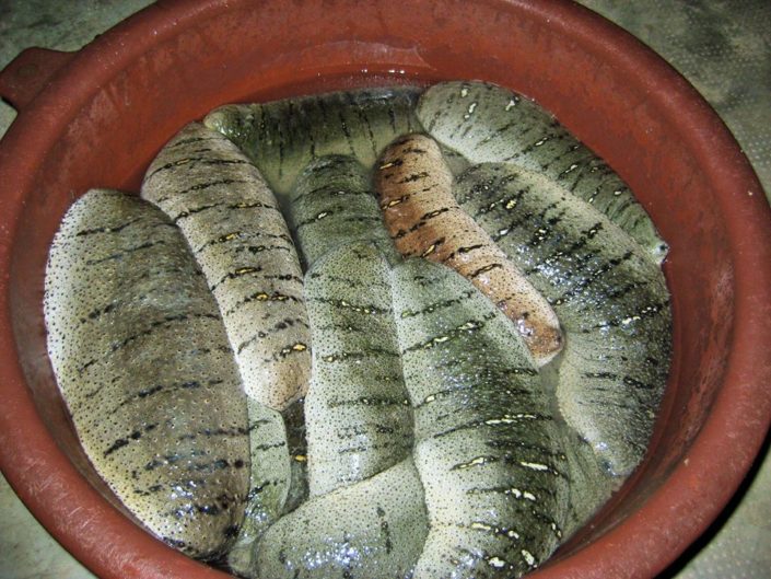 Sea Cucumbers of Gold!
