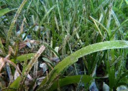 seagrass