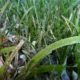 seagrass