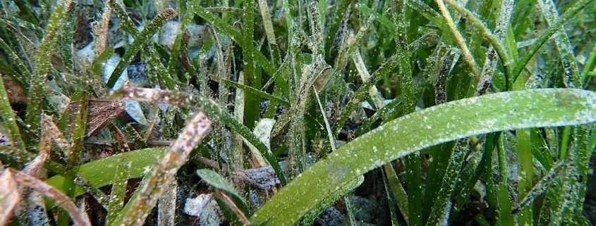 seagrass